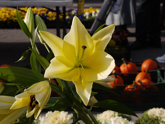 Oriental Lily, Union Square Greenmarket