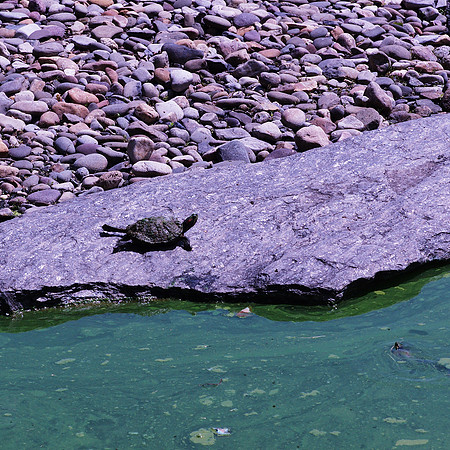 Turtle On The Rocks