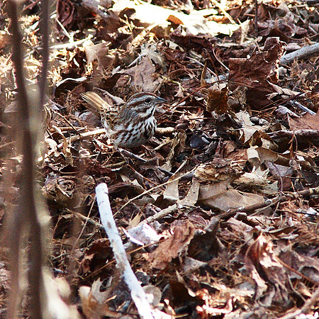 Song Sparrow, NY Botanical Garden