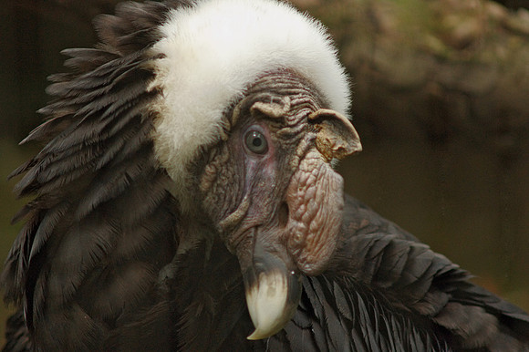 Andean Condor, Bronx Zoo