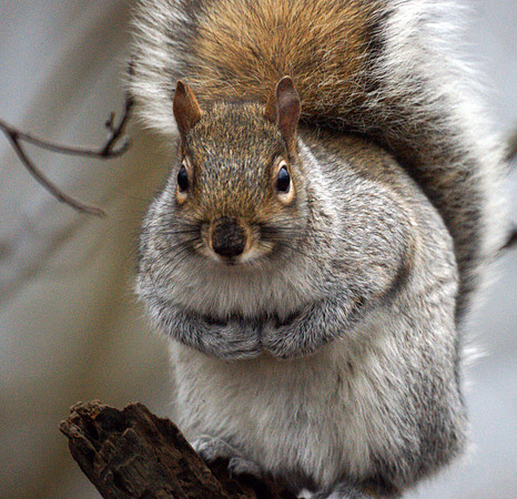 Squirrel, Central Park, New Year's Day