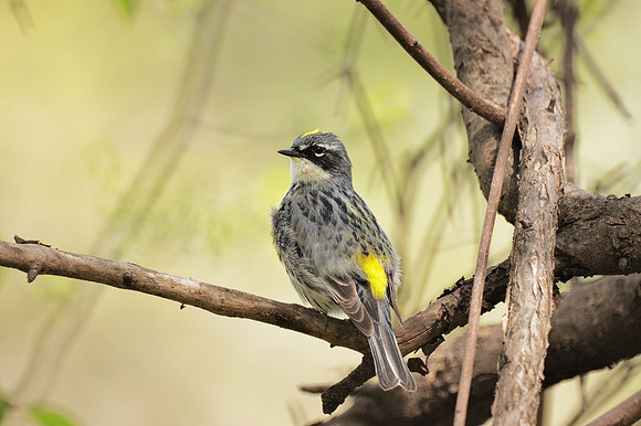 Yellow-Rumped Warbler, NY Botanical Garden
