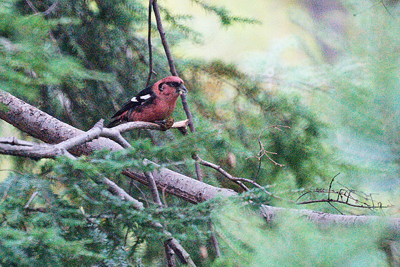 White-Winged Crossbill, Central Park