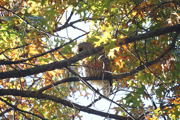 Barred Owl, Central Park