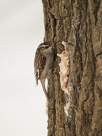 Brown Creeper