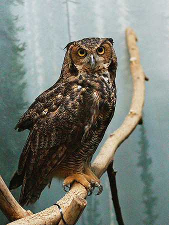Great Horned Owl