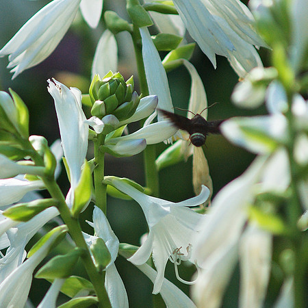 Hawk Moth, Conservatory Garden, Central Park