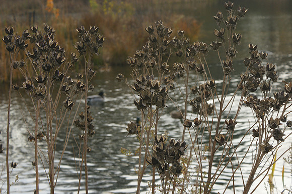 Turtle Pond