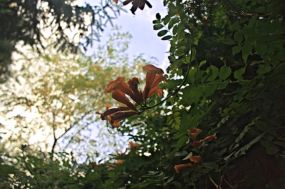 More trumpets