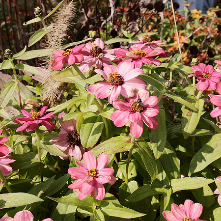 Zinnias, Dutchess County Fairgrounds