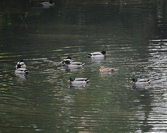 Mallards in the Upper Lobe