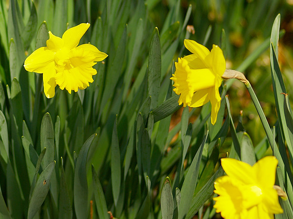 Flower conversation