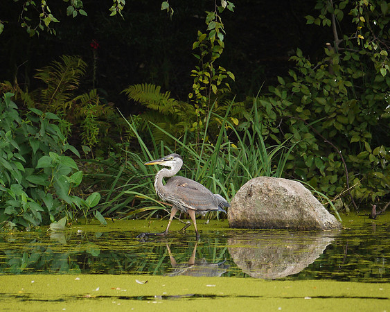 Great Blue Heron, Central Park