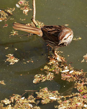 Song Sparrow, The Oven, Central Park
