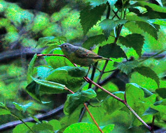 Nashville Warbler, Central Park