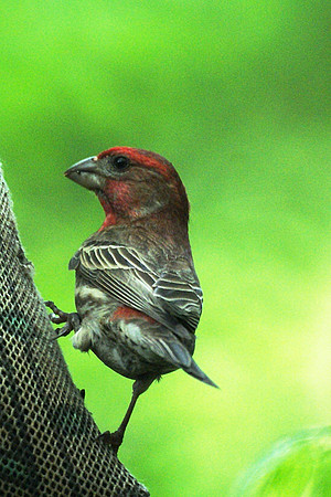 House Finch