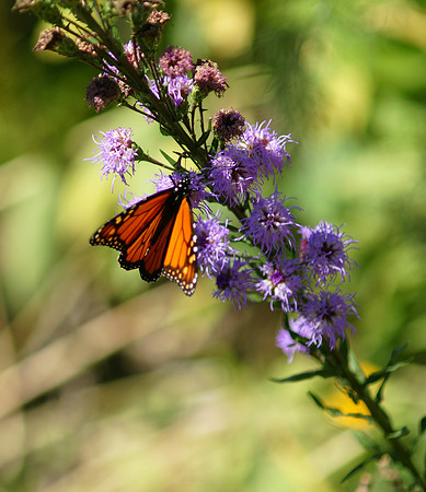 Monarch butterfly at work