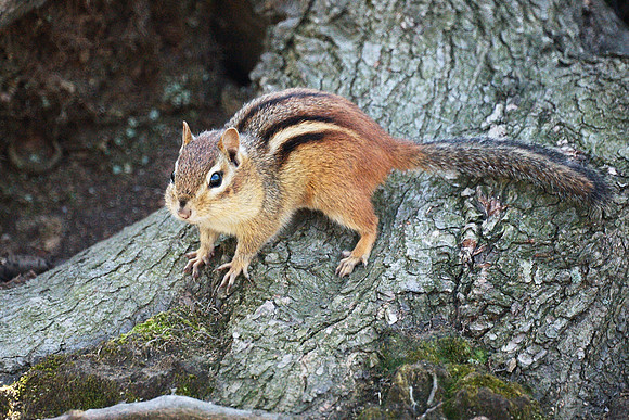 Chipmunk, NY Botanical Garden