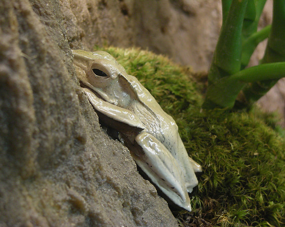 Frog, Museum of Natural History