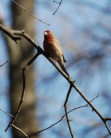 House Finch, Central Park
