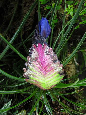 Bromeliad