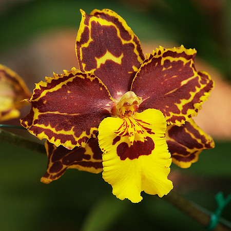 Odontocidium