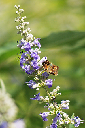 Skipper