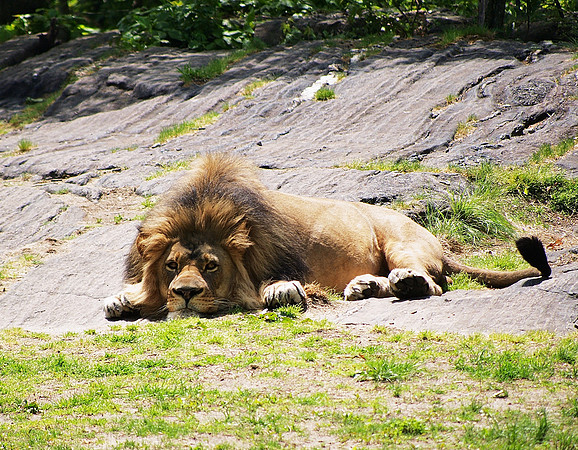 lazy afternoon