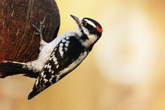 Downy Woodpecker