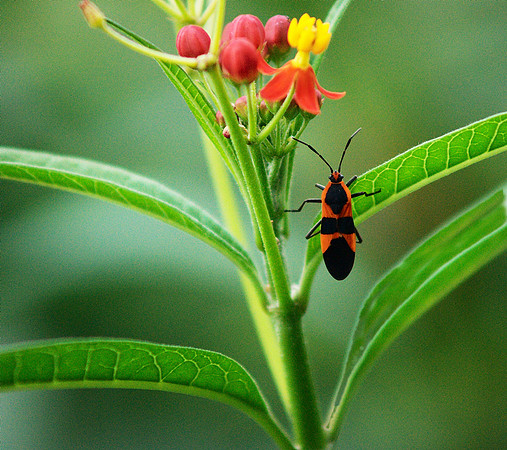 Milkweed, Bug