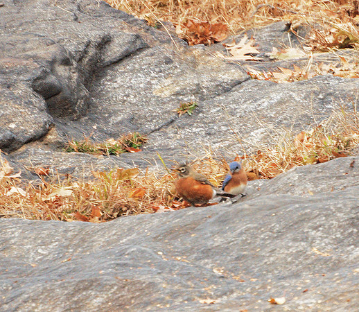Bluebird and Robin