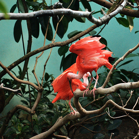 Scarlet Ibises, Bronx Zoo