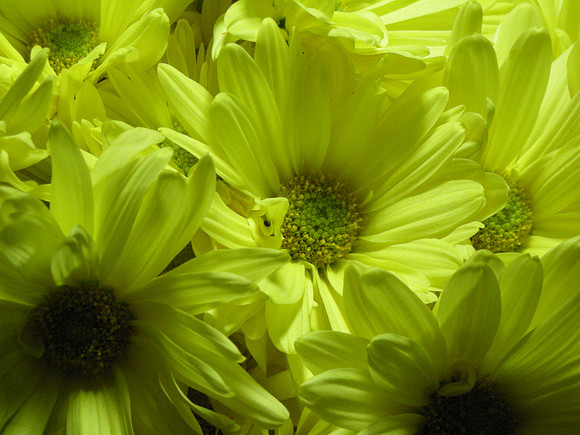 Yellow Daisies
