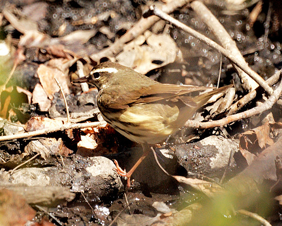 Louisiana Waterthrush, Central Park