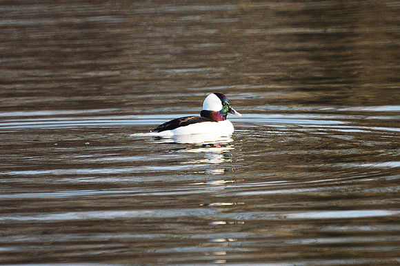 Bufflehead, iridescent