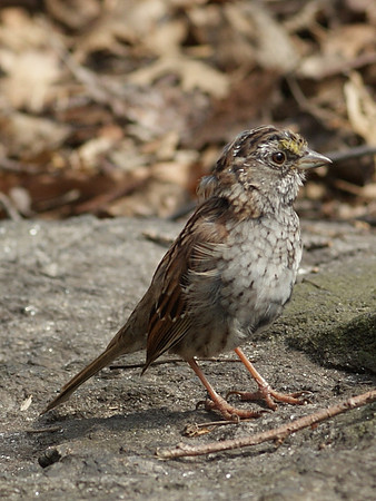 sparrow in action (4)
