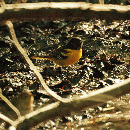 Baltimore Oriole
