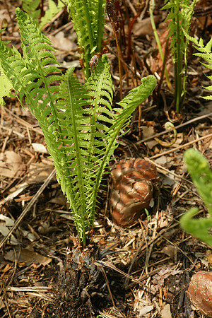 Fern, Brooklyn Botanic Garden