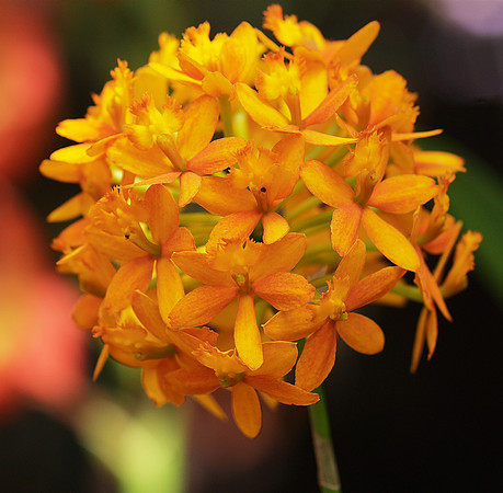 Epidendrum