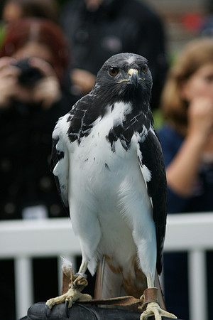 African Buzzard and paparazzi