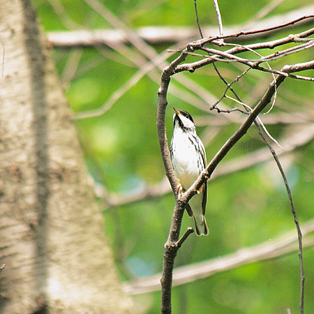 Blackpoll warbler, Central Park