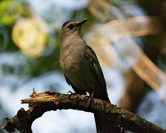 The Catbird Seat