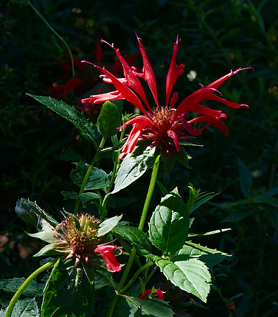bee balm