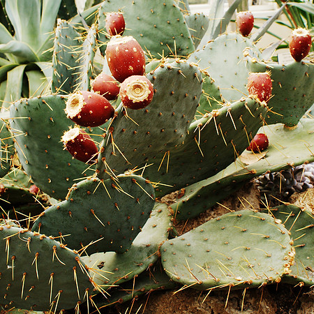 Opuntias