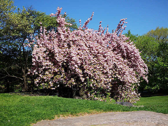Cherry in Flower, Cedar Hill
