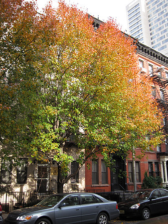 Autumn, East 81st Street