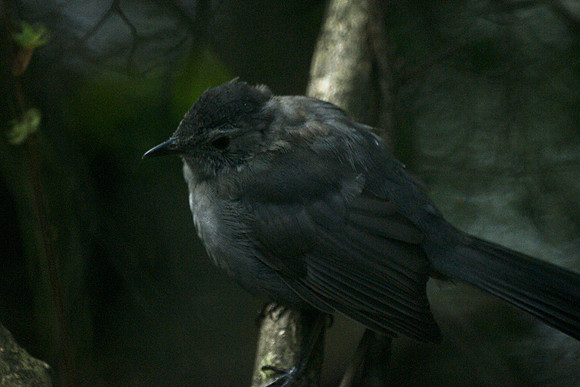Young Catbird, Central Park