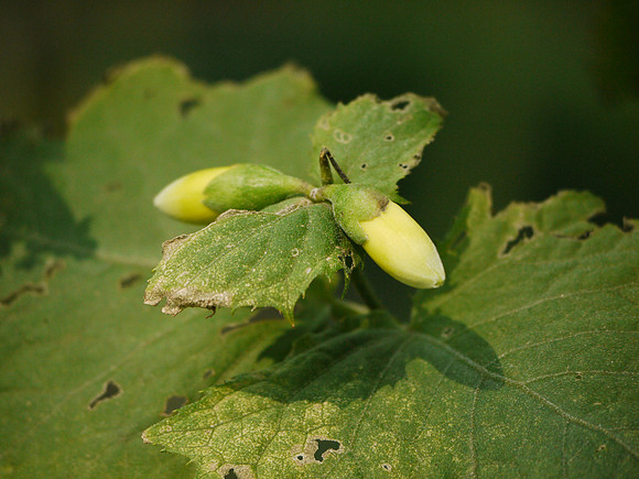 Buds, Brooklyn Botanic Garden