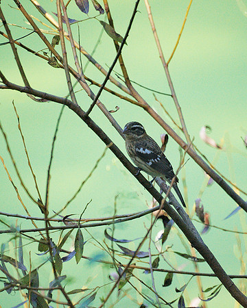Rose-Breasted Grosbeak, Central Park