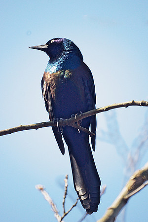 Boat-tailed Grackle